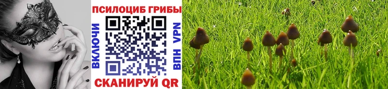где найти наркотики  Кедровый  Псилоцибиновые грибы мицелий 